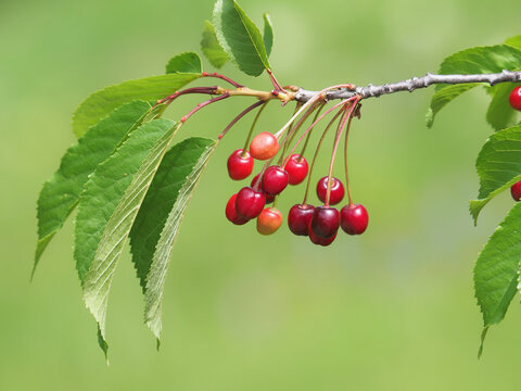 Branch of wild cherry tree with almost ripe fruits, Prunus avium var. silvestris