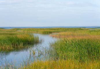 Coastal landscape, green grasses and reeds on the shallows. bright lush vegetation of coastal...
