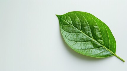 Fototapeta premium Green leaf on a light background representing the freshness of nature