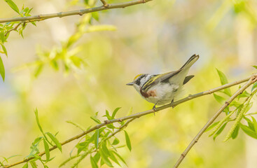 Chestnut-sided Warbler