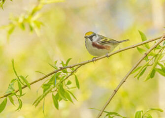 Chestnut-sided Warbler