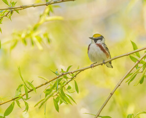 Chestnut-sided Warbler