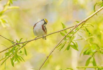 Chestnut-sided Warbler