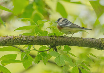 Bay-breasted Warbler On Branch