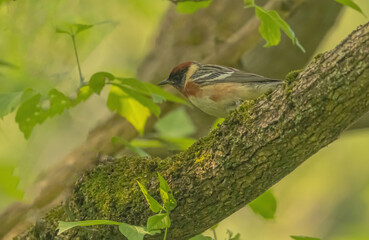 Bay-breasted Warbler In The Forest