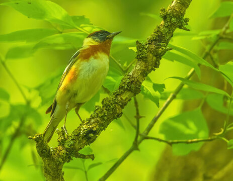 Bay-breasted Warbler In The Forest