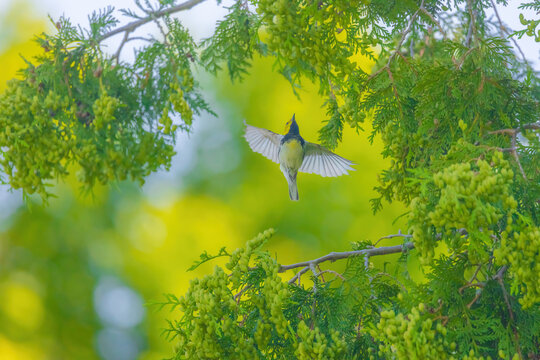 Black-throated Green Warbler