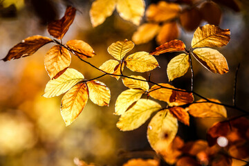 Colorful autumn leaves in forest.
