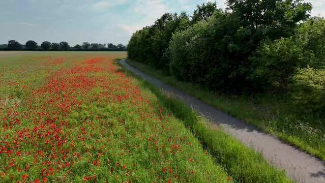 Fahrradweg, Radweg in der Natur entlang Mohnblumen in Kornfeld. Entspannung in der Natur