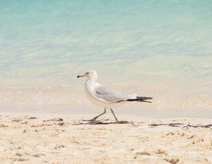 seagull on the beach