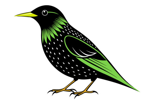 recommend clip art: European Starling different style vector illustration line art
