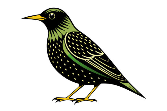 recommend clip art: European Starling different style vector illustration line art