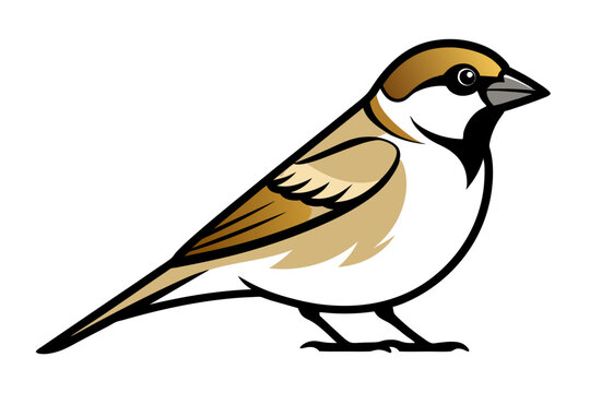 recommend clip art: House Sparrow different style vector illustration line art
