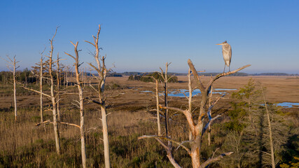 Great Blue Heron - Great Marsh - Lewes Delaware © SugarFly Studios