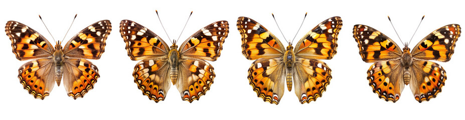 Fototapeta premium Collection of Painted Lady Butterflies