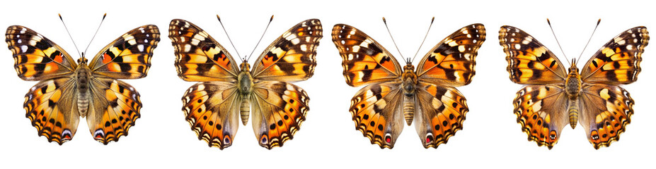 Collection of Painted Lady Butterflies