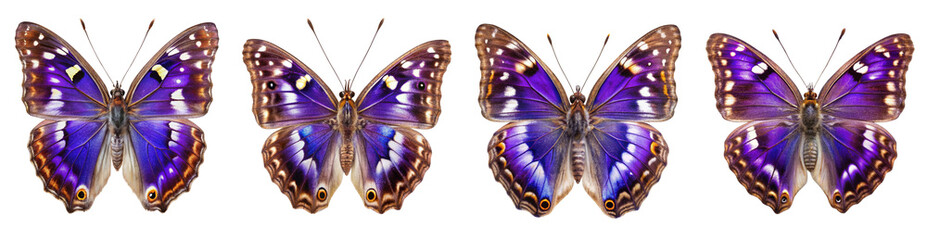 Collection of Purple Emperor Butterflies