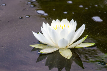 A water lily bloom on a Wisconsin lake in July.
