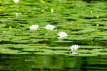 Water lily blooms dot a patch of lily pads on a Wisconsin lake.