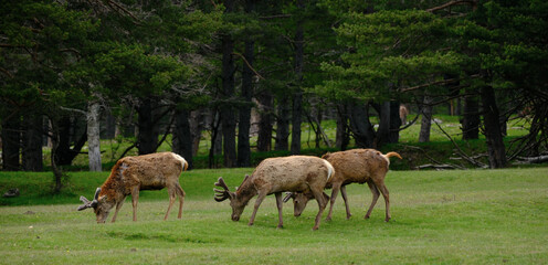 Obraz premium herd of deer