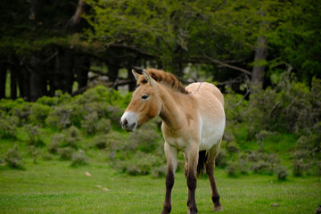 Fototapeta premium Przewalski's horse in pasture