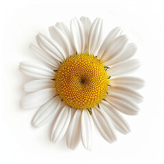 Beautiful chamomile flower on a white background. Close-up photo