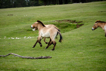 Przewalski's horse in pasture