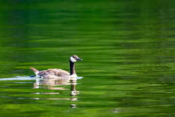 A Canada goose swims on a Wisconsin lake.