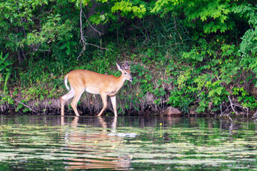 A young buck makes his way down to the lake during the late afternoon.