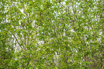 green leaves of a tree