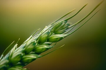 green ear of wheat background © Valerii