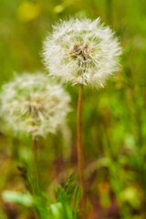 Close-up of Dandelions in Meadow