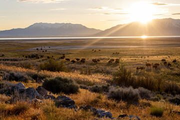 Sunrise Hiking Views of Antelope Island State Park Utah Bison  © chasin__views