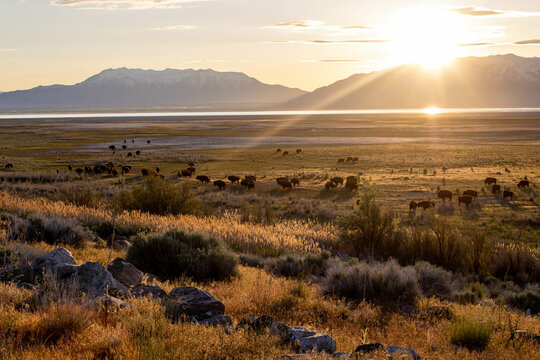 Sunrise Hiking Views of Antelope Island State Park Utah Bison 