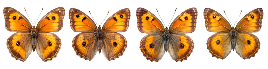 Fototapeta premium Collection of gatekeeper Butterflies