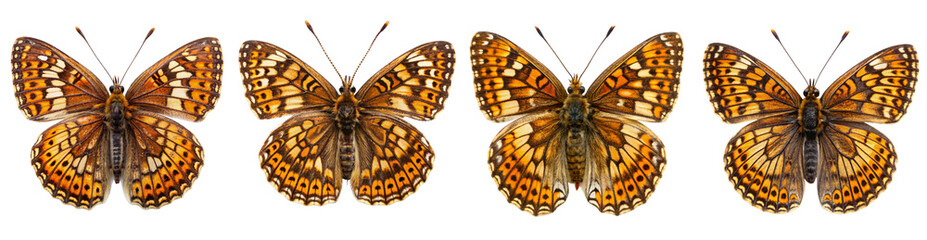 Obraz premium Collection of Heath-Fritillary Butterflies