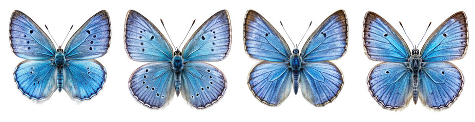 Obraz premium Collection of Vibrant Holly Blue Butterfly Illustrations