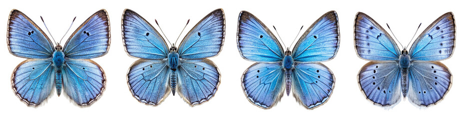Collection of Vibrant Holly Blue Butterfly Illustrations