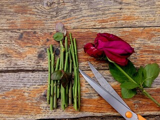 A withered rose from a bouquet lies on the table with propagules and stem pieces cut from other...