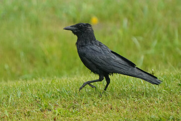 Crow in the rain near nesting boxes being mobbed by Tree Swallow parents