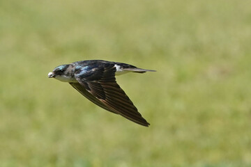 Tree Swallows flying in summer sun, taking fecal sac out of nest to keep it clean for the chicks