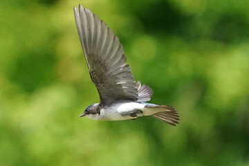 Tree Swallows flying in summer sun