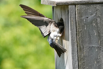 Tree Swallow flying up to the box with insect in beak for food for chicks, 