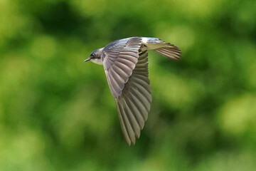 Bluebirds in flight on summer day