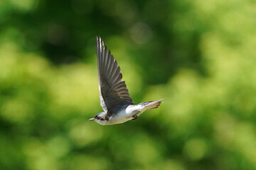 Bluebirds in flight on summer day