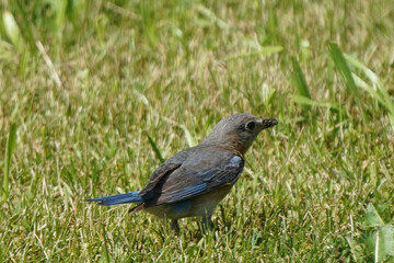 Obraz premium Female Bluebird hunting insects for chicks