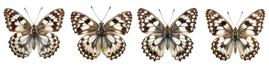 Collection of Marbled White Butterflies