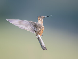 Giant Hummingbird flying against a blurred background