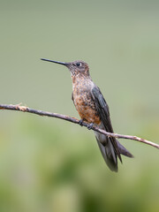 Giant Hummingbird  perched on a twig against a green background