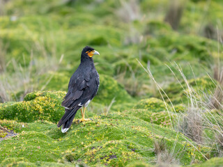 Portrait of a Carunculated Caracara in a green field